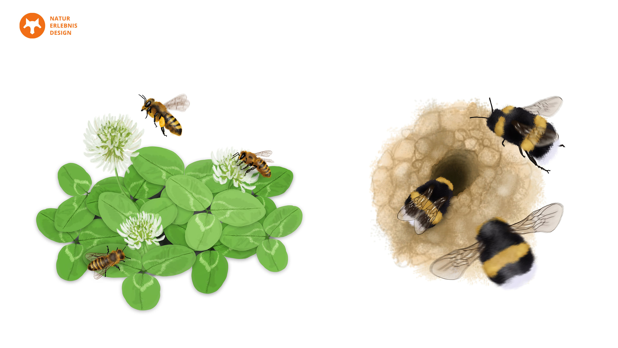 Honigbienen und Hummeln